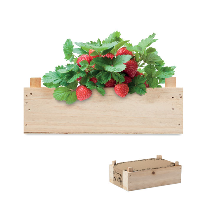 Strawberry growing kit
